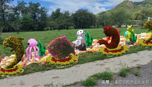 山海关长城金秋菊展即将启幕，精彩抢先看！