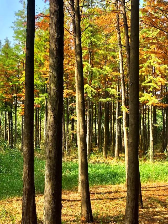 秋色斑斓美如画