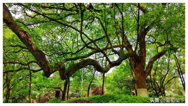 峄县八景：镌刻在鲁南大地上的千年文脉