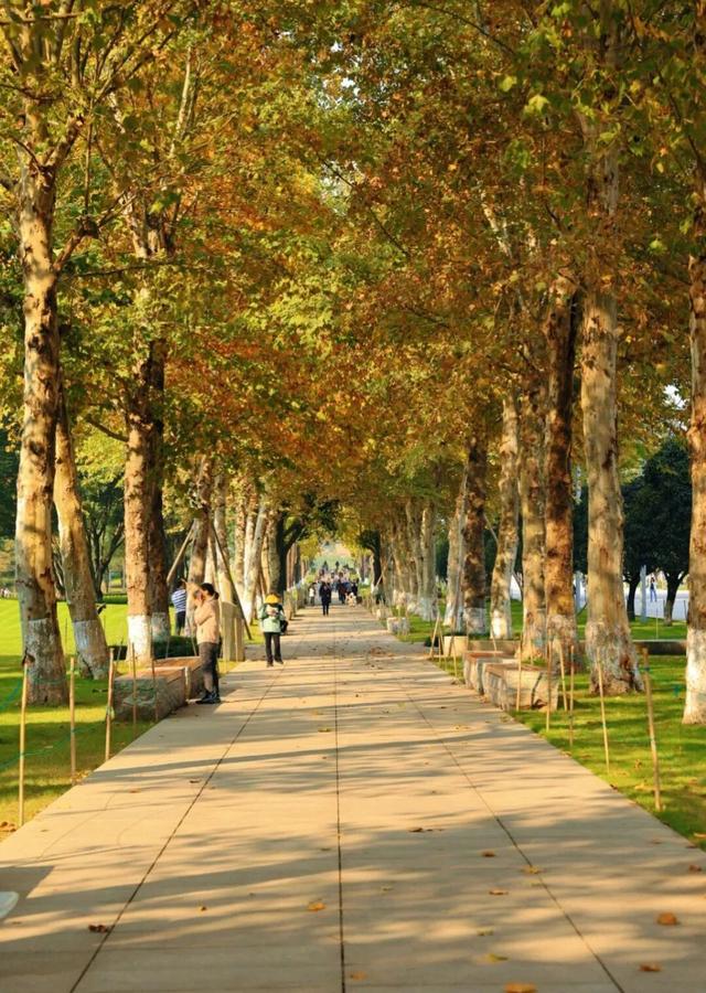 轨道直达！重庆“顶流”梧桐大道已经美到next level了！