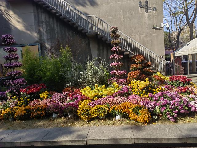 拱宸桥2025年菊花展掠影