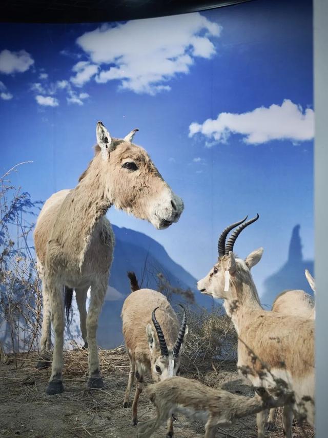 一份乌鲁木齐博物馆地图