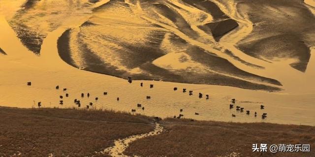 民丰县黄昏时分，尼雅河畔惊现灰鹤群，夕阳下美得让人窒息