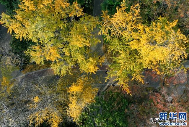 河南南阳：银杏美景吸引市民