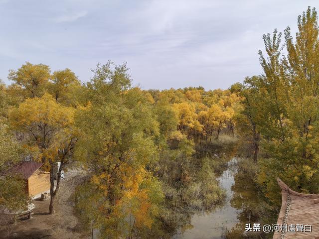 金塔胡杨林