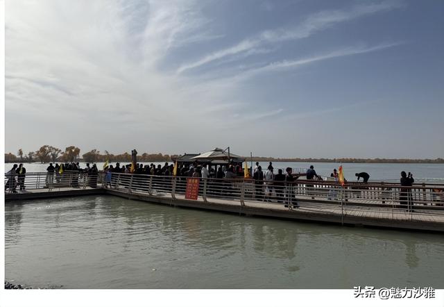 沙雅县2025年胡杨季启幕 世界最大胡杨林绽放金色魅力