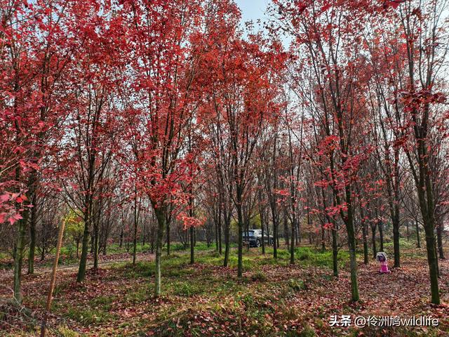 四川行(75)广汉②金雁湖公园·黑塔街·龙居寺