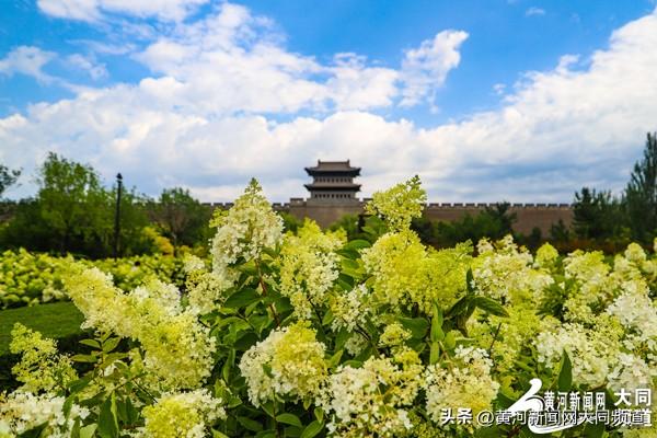 大同古城南城墙绣球花绽放 吸引众多游客市民