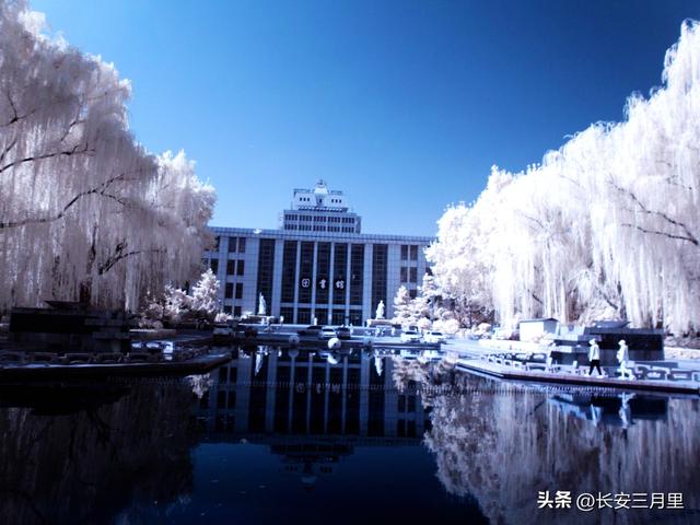 西安交大的梧桐