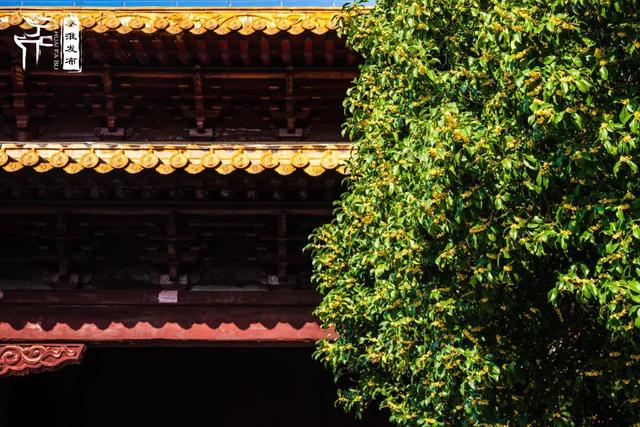 花样秦淮｜秋桂