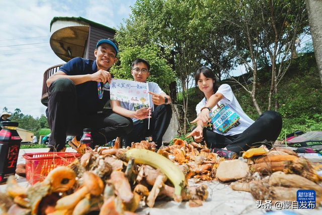 云南旅居新时尚：当采野生菌成为体育比赛