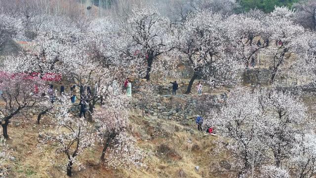 接下来的五莲，是这样的……