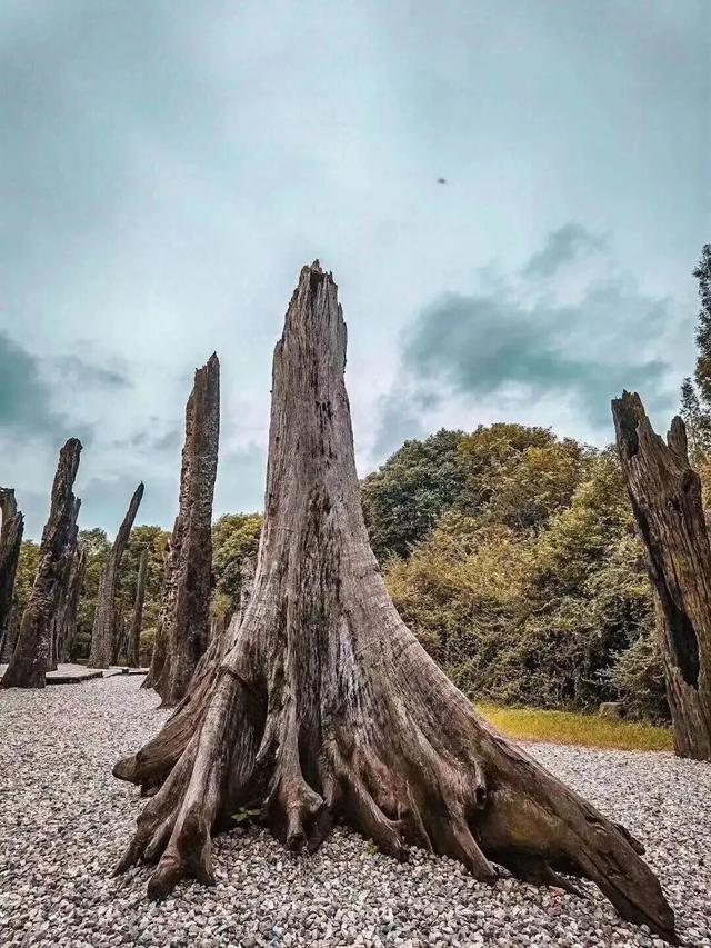暂时闭馆前，再去金沙遗址看一眼太阳神鸟