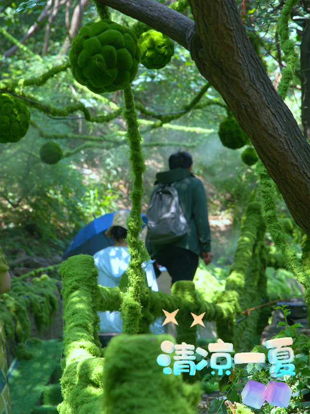 神农山景区「绿野仙踪」全新上线！许你一个清凉又出片的盛夏！