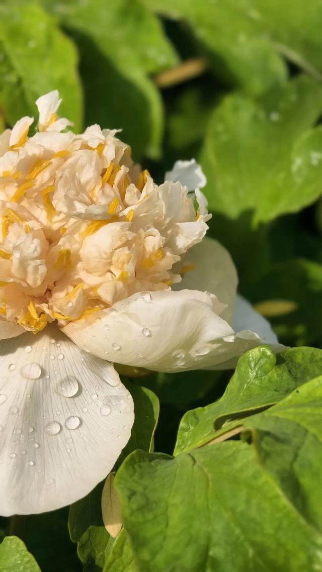 护航牡丹文化节丨黑的白的红的黄的紫的绿的蓝的