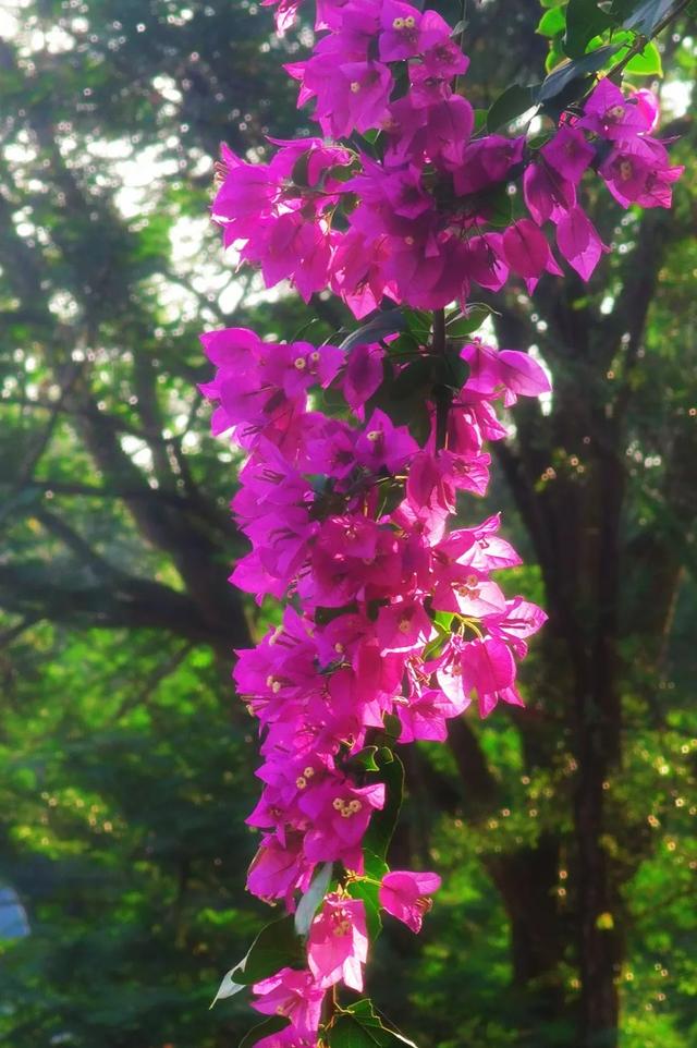 初冬“梅”好时光已至，惠城处处皆“花路”