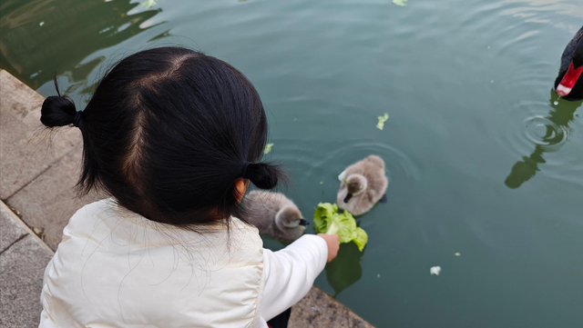 红了大片的乌桕，竟藏于一座园林之中，且被唤作 “福州小西湖”