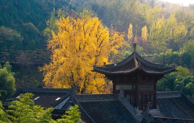 11月-12月的金色盛宴，9个绝佳的银杏观赏地，可以准备出发了