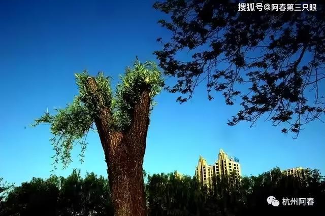 鸭绿江呀鸭绿江！