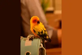 🐦国内最新开放的7种鹦鹉：你最想养哪个？图片