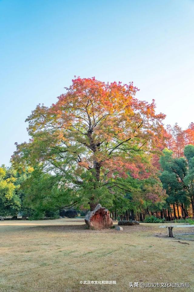 沙漠踏雪，只在武汉，最佳观赏期到了！
