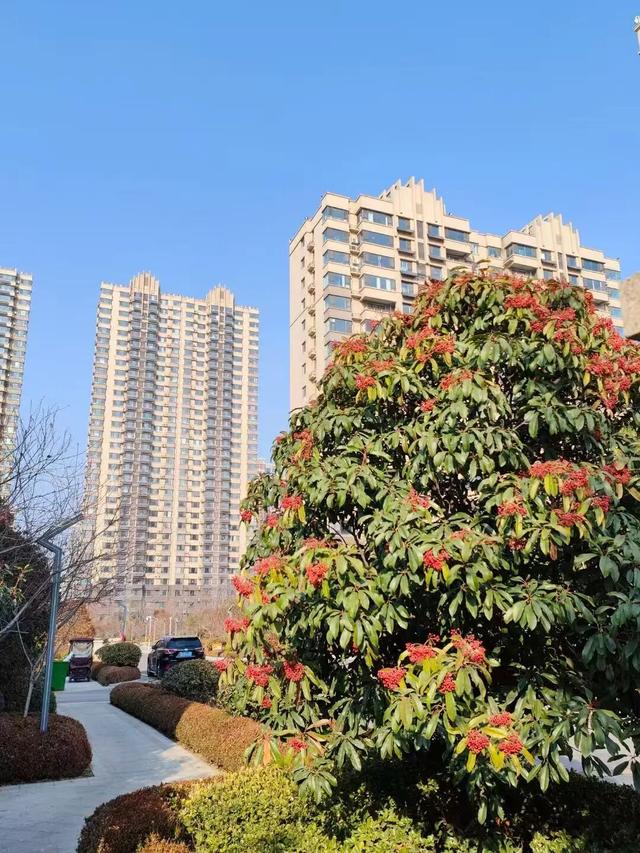 红果累累！森林公园石楠果红了，满树红果笑寒风！