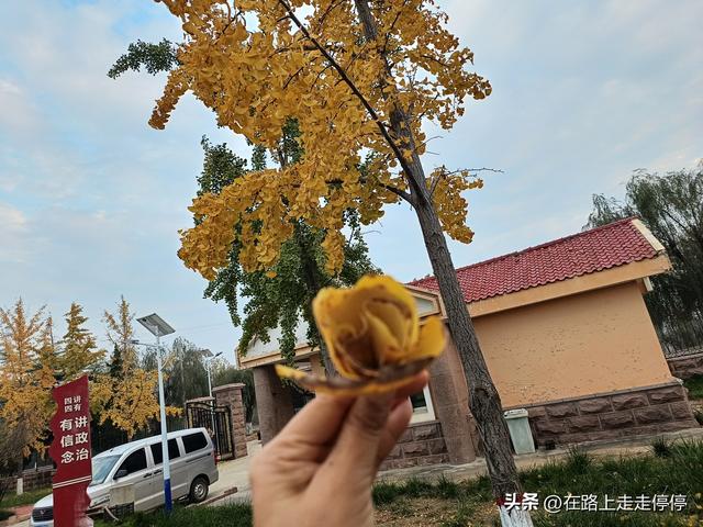 去济南黄河大堤北岸去尚粉乱黛子草