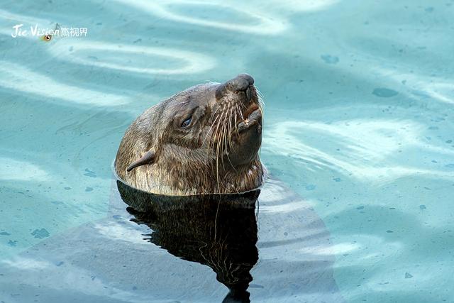 血泪教训！25分钟航程让我湿透，开普敦海豹岛游览必看避坑指南