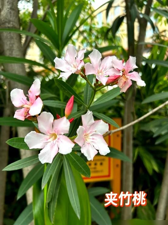 阴花不能进阳宅！这5种花“打死”也不养，家里若有？快挪走！