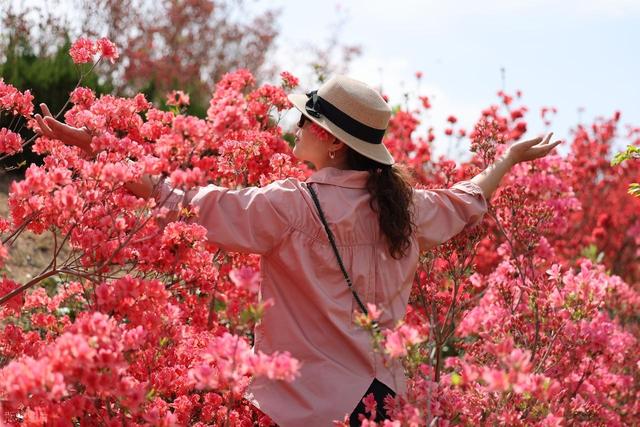 满山遍野的映山红