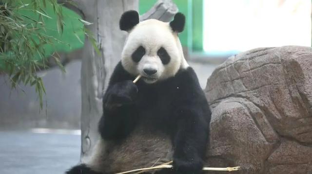 临沂首届熊猫文化节将于8月2日开幕，届时大熊猫“苏星”“冰晶”将与广大游客见面