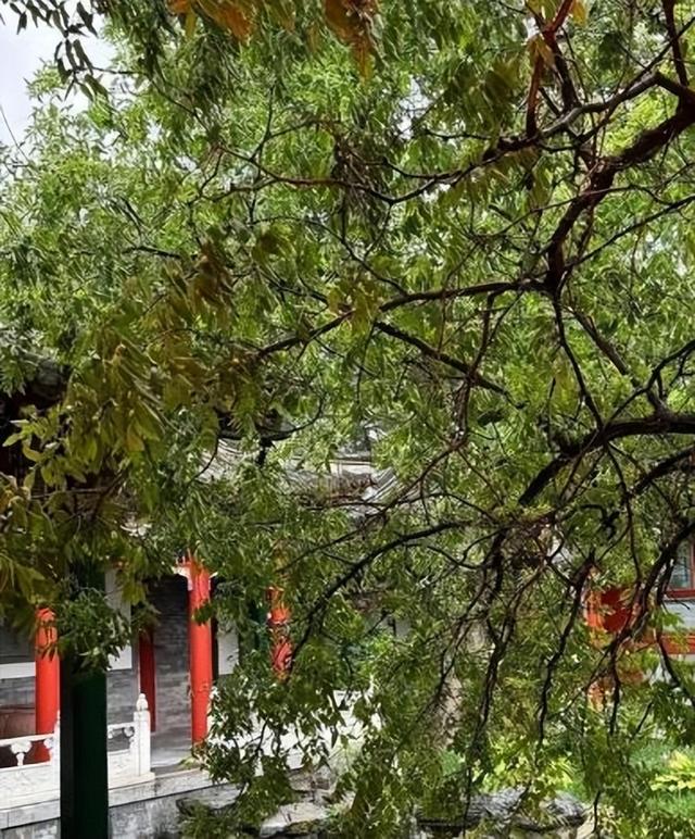 李湘在平台晒自家北京小院，大到让网友以为是景区，真的太有钱了