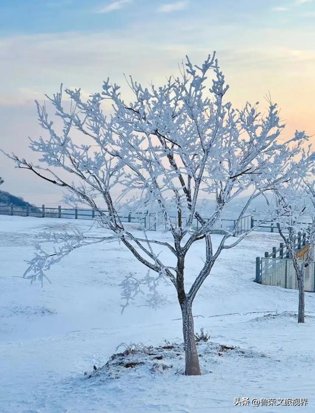冬日连云港：一半冰雪，一半沧海的浪漫秘境