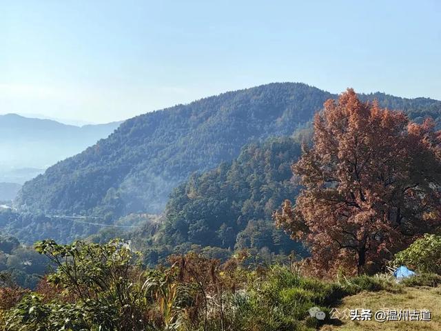 温州这两条知名红枫古道已经红啦！周末是最佳观赏期，不要错过！