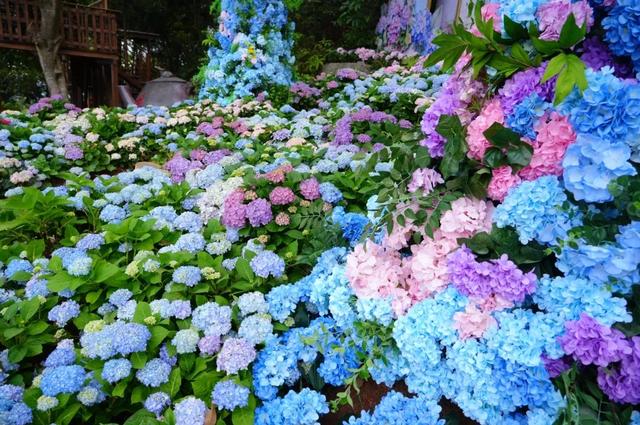 东莞观音山4月15日首日实况直击!欢迎东莞人民🤩共赏春光!