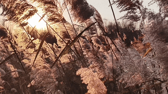 用电影的方式“打开”初冬！每一帧，都浪漫