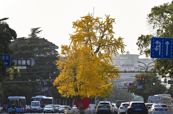 扬州冬韵 银杏鎏金