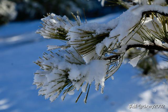 山西陵川雪后现雾凇美景