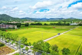 广州从化：又“稻”一年丰收季，田间早稻收割忙图片