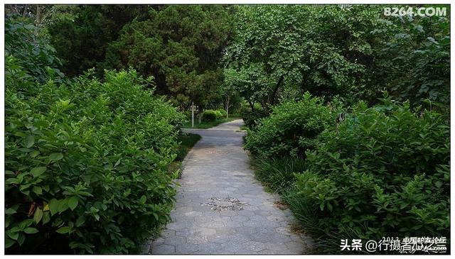 山东行游影记（17）—济南山东大学（四）