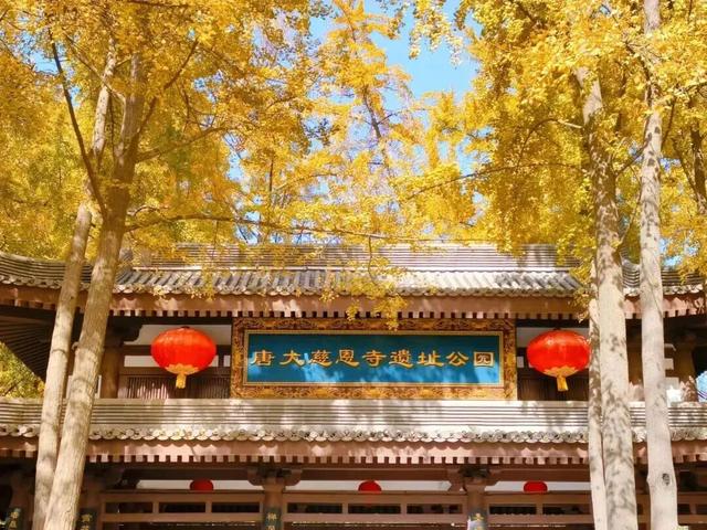 西安周末游丨这8个免费赏银杏叶好去处