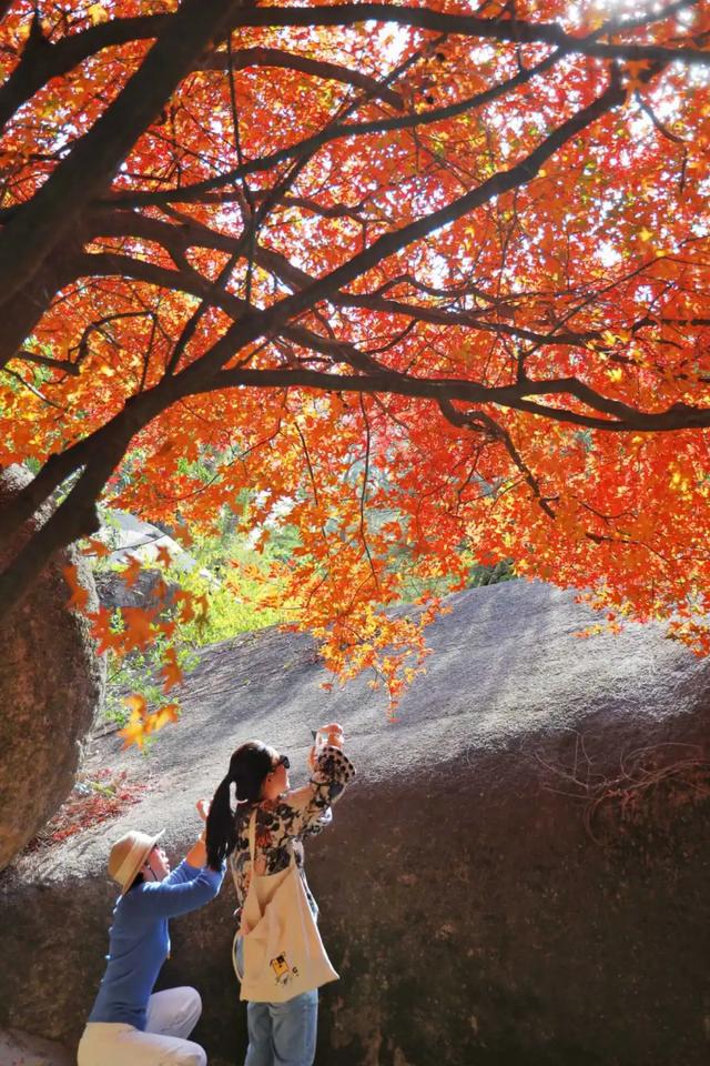 这是冬天？厦门暖冬花花花花花花样缤纷~