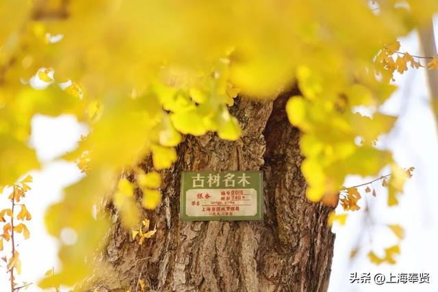 奉浦校园初冬美景大赏，你家娃的学校藏着这样的冬日浪漫