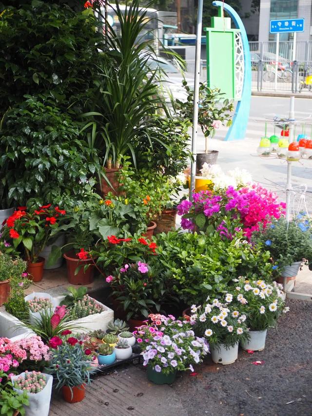 龙岗秋冬浪漫打卡指南来了！瀑布花海、空中花路…这份粉色攻略快收好！