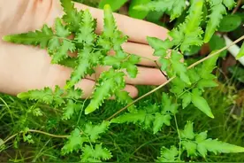 人称“化石草”可产“金”沙的宝藏植物，解决了好多“男”言之隐图片