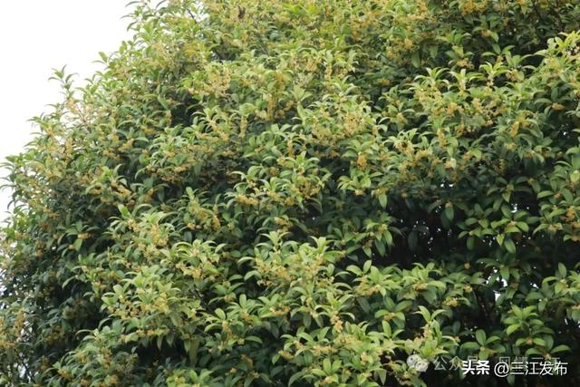 金秋桂香满侗乡