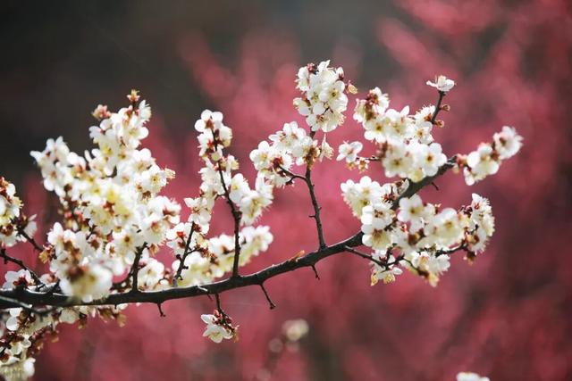 3月，连云港这些景区免费！