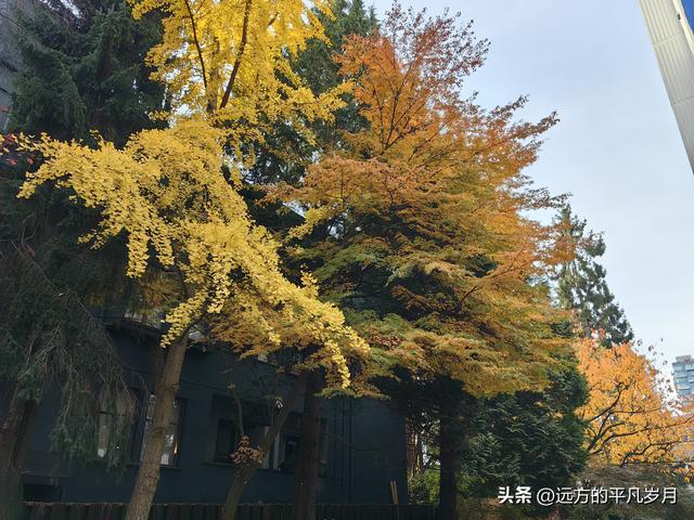 温哥华游记（四）