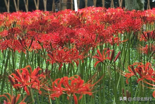 成都市区彼岸花，花开成海，不要门票，地铁公交直达！