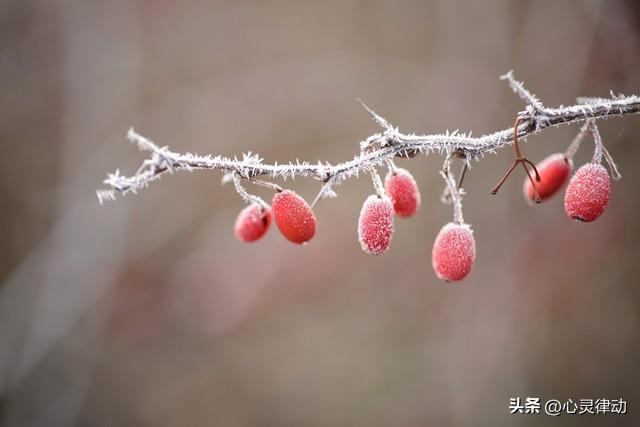 明日霜降！今年霜降不一般，60年一遇，有三大特点，早看早做准备